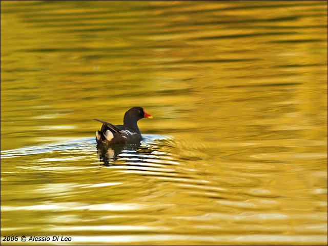 Gallinella d''acqua - Gallinula chloropus