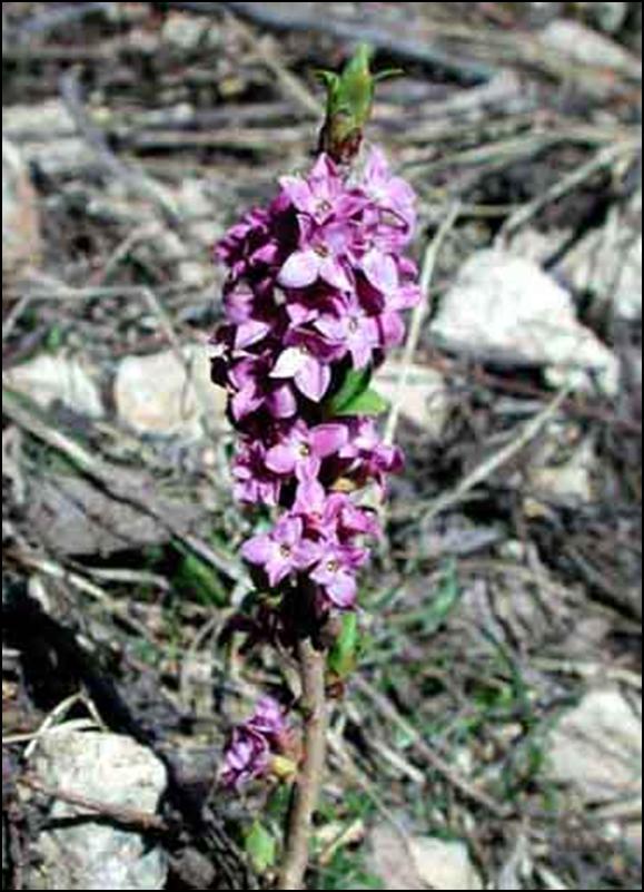 Daphne mezereum