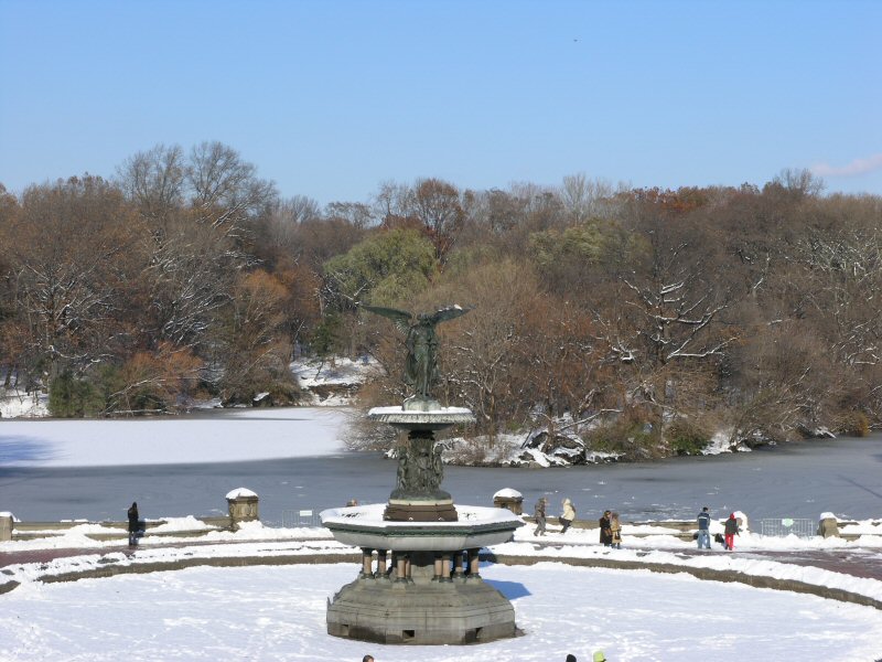 Scoiattolo grigio al Central Park (New York)