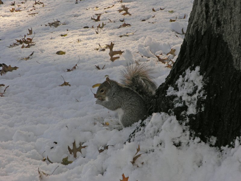 Scoiattolo grigio al Central Park (New York)