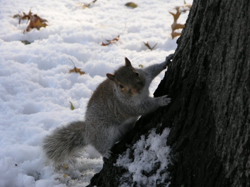 Scoiattolo grigio al Central Park (New York)