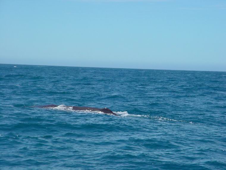CETACEI  A  LAMPEDUSA