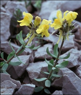 Linaria tonzigii / Linaria di Tonzig