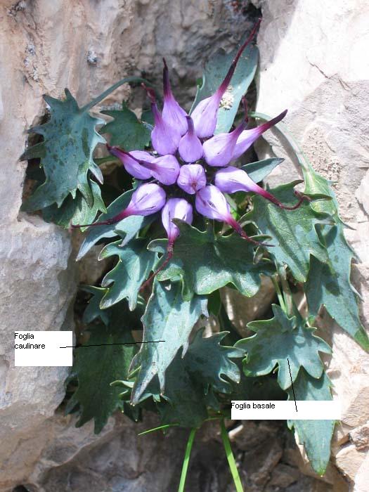 Physoplexis comosa / Raponzolo di roccia