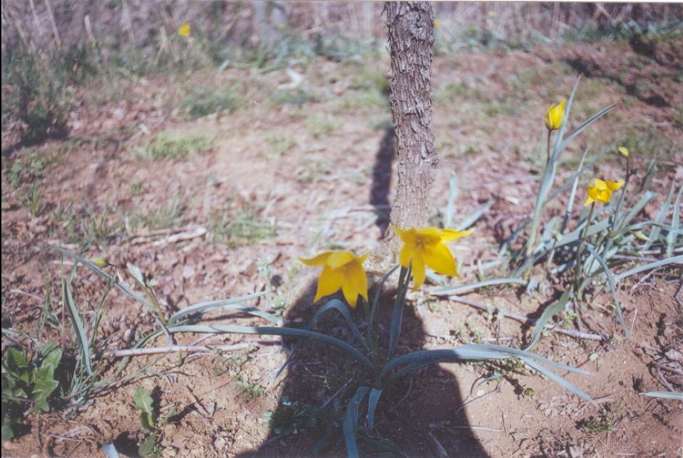 Tulipa sylvestris / Tulipano selvatico dei campi