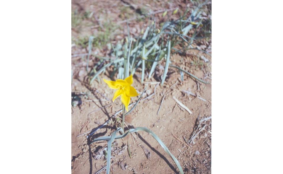 Tulipa sylvestris / Tulipano selvatico dei campi