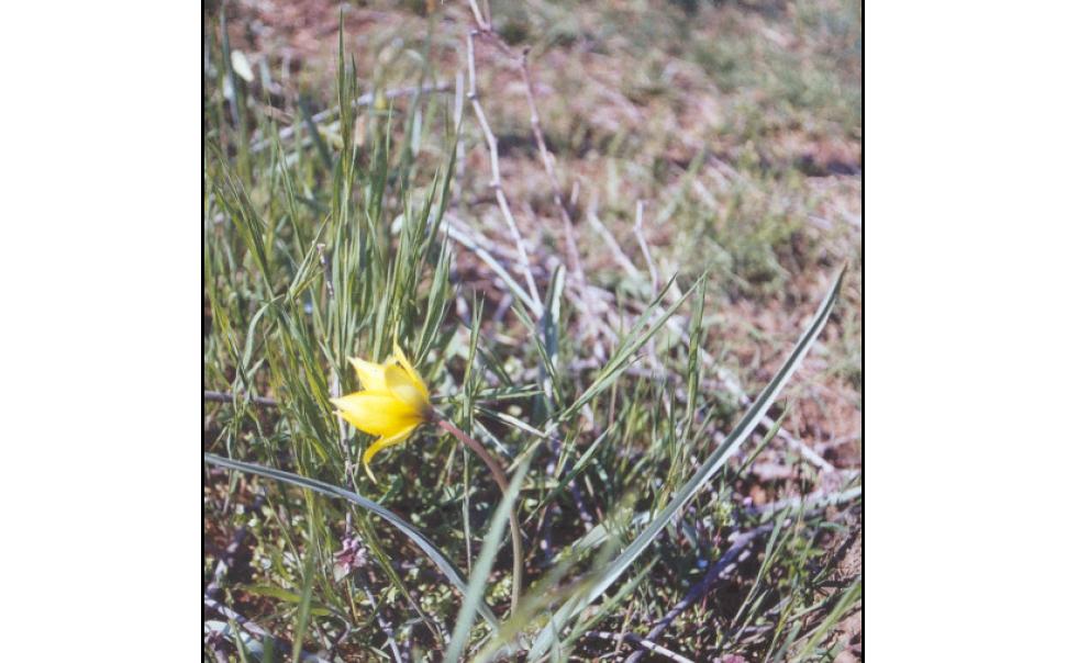 Tulipa sylvestris / Tulipano selvatico dei campi