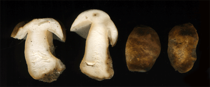 Gyroporus castaneus