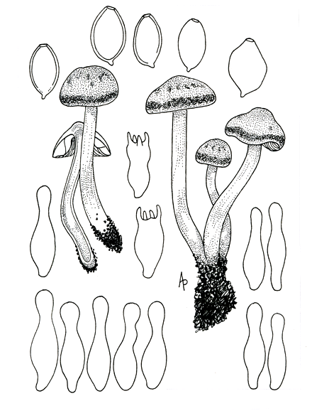 Panaeolus cinctulus