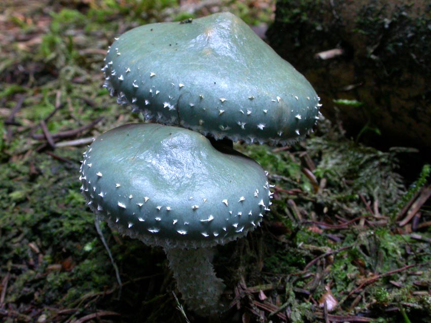 Stropharia aeruginosa (Curtis: Fr.) Qul. Scheda fotografica