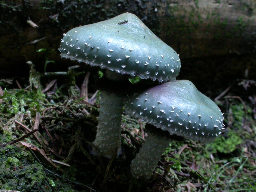 Stropharia aeruginosa (Curtis: Fr.) Qul. Scheda fotografica