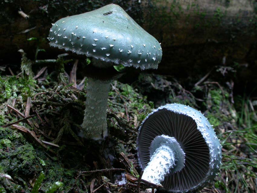 Stropharia aeruginosa (Curtis: Fr.) Qul. Scheda fotografica