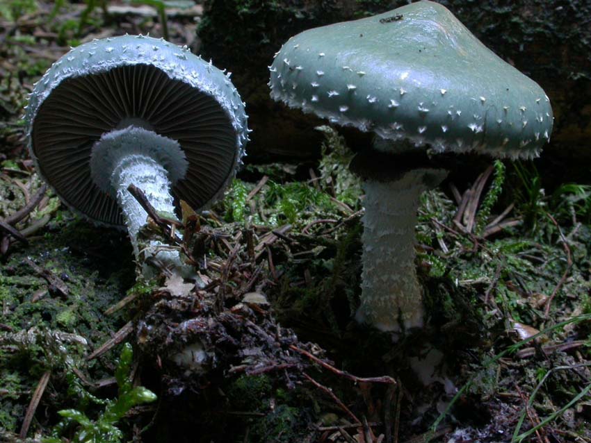 Stropharia aeruginosa (Curtis: Fr.) Qul. Scheda fotografica