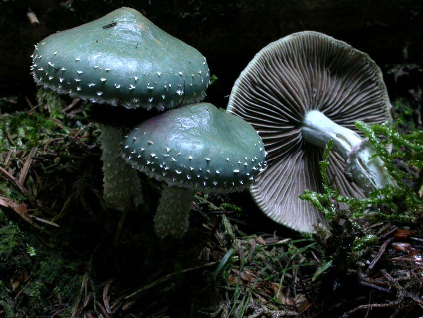 Stropharia aeruginosa (Curtis: Fr.) Qul. Scheda fotografica
