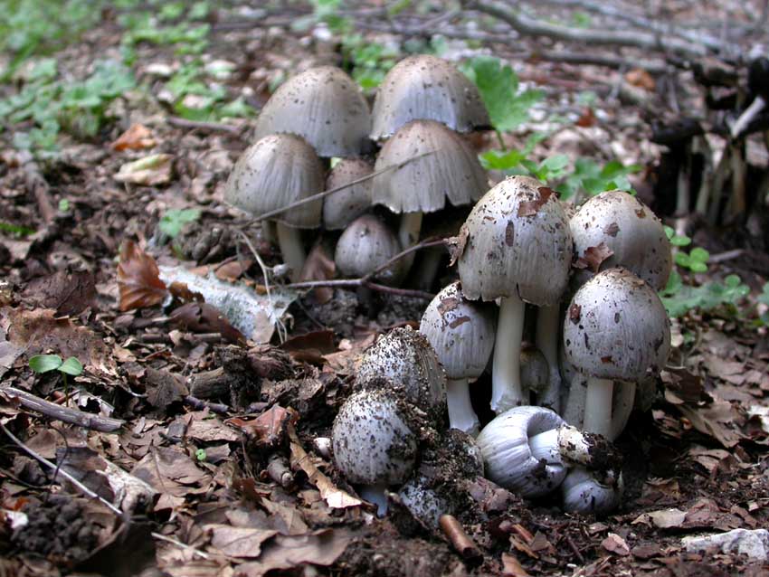 Coprinus atramentarius (Bull.) Fr. Scheda fotografica
