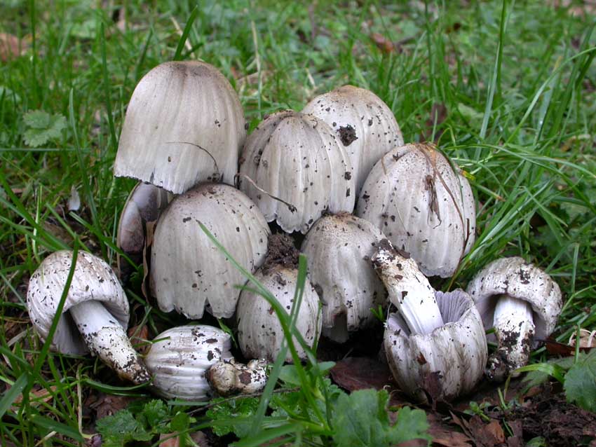 Coprinus atramentarius (Bull.) Fr. Scheda fotografica