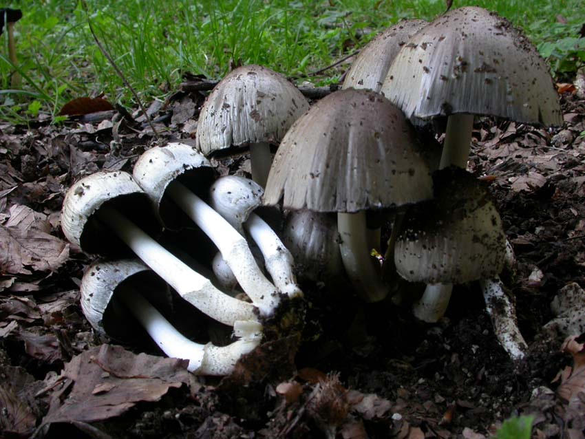 Coprinus atramentarius (Bull.) Fr. Scheda fotografica