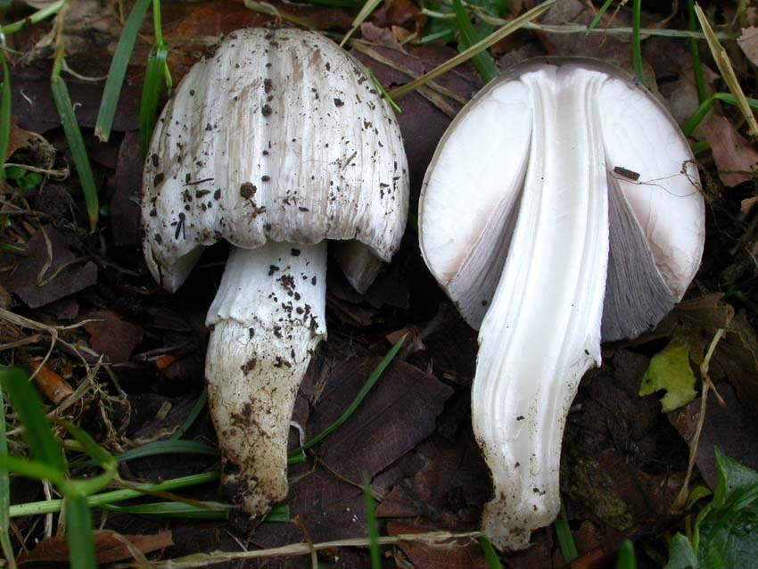 Coprinus atramentarius (Bull.) Fr. Scheda fotografica