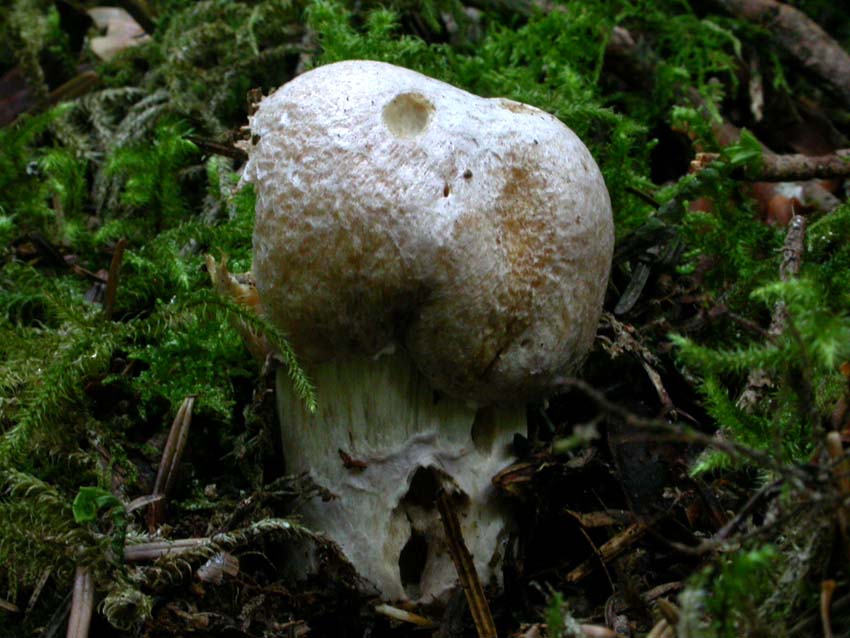 Cortinarius caperatus (Pers.) Fr. Scheda fotografica