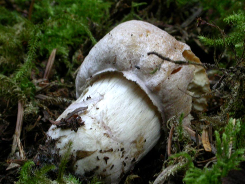 Cortinarius caperatus (Pers.) Fr. Scheda fotografica