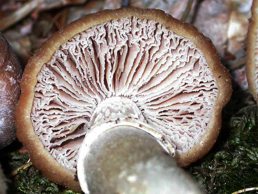 Cortinarius caperatus (Pers.) Fr. Scheda fotografica