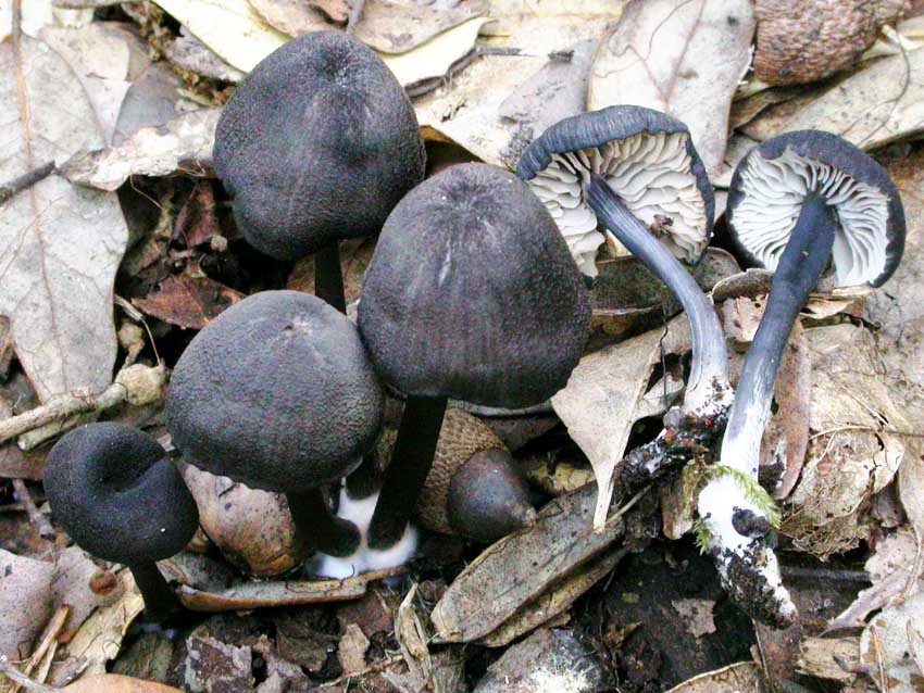 Hohenbuehelia petalodes e Entoloma mougeotii?