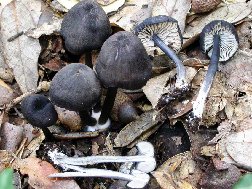 Hohenbuehelia petalodes e Entoloma mougeotii?