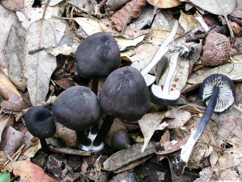 Hohenbuehelia petalodes e Entoloma mougeotii?