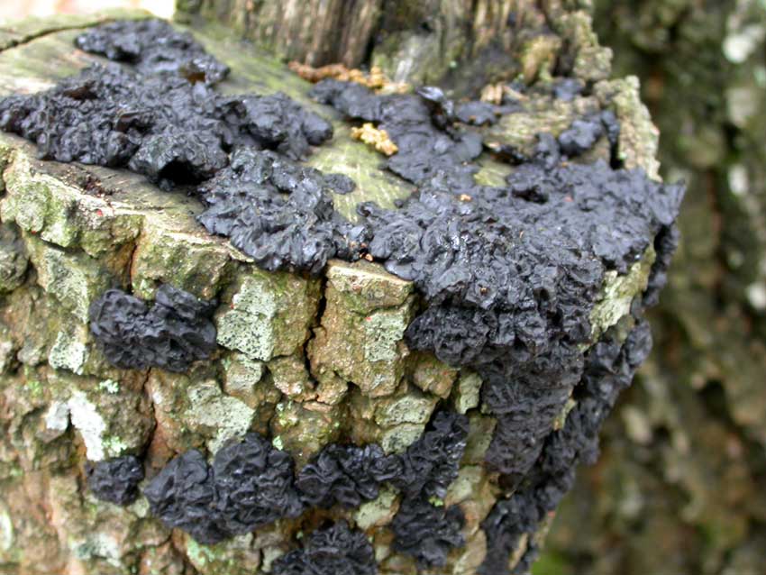 Exidia glandulosa