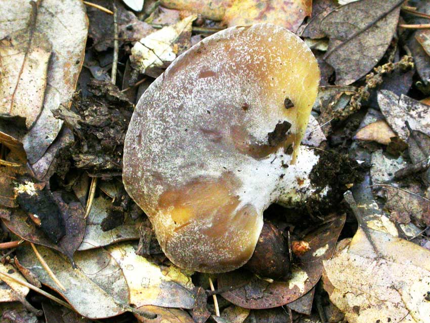 Hohenbuehelia petalodes e Entoloma mougeotii?