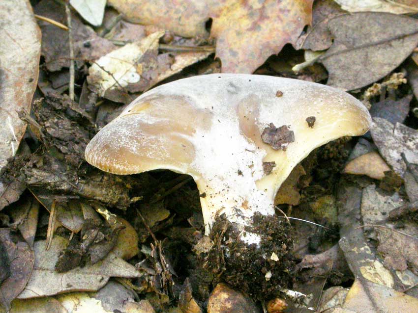 Hohenbuehelia petalodes e Entoloma mougeotii?