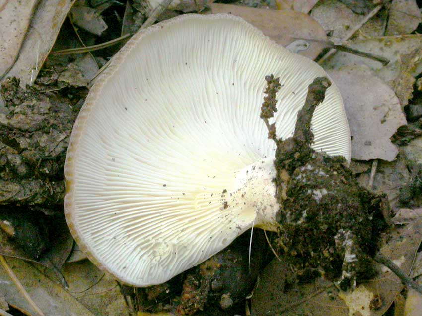 Hohenbuehelia petalodes e Entoloma mougeotii?