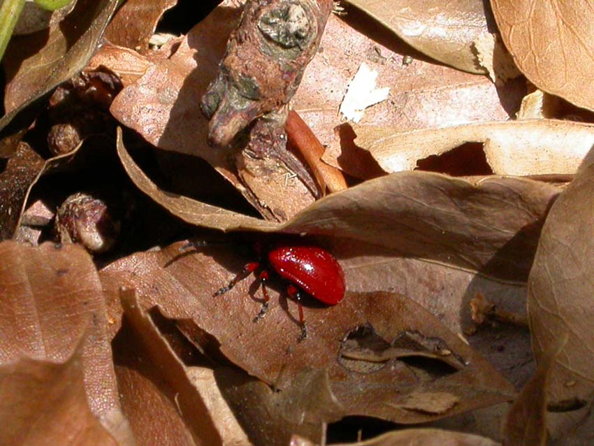 Lilioceris merdigera?