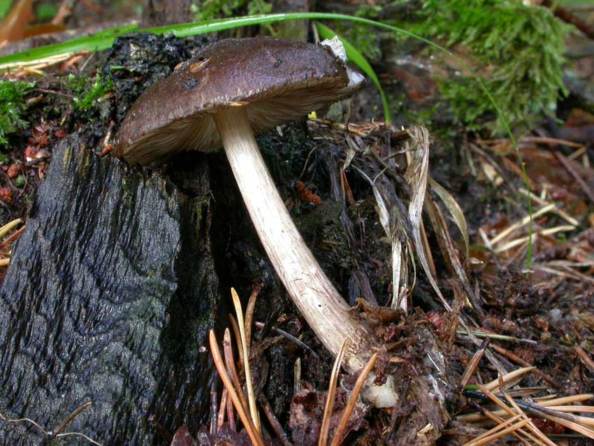 Pluteus atromarginatus (Konrad) Kühner  Scheda fotografica