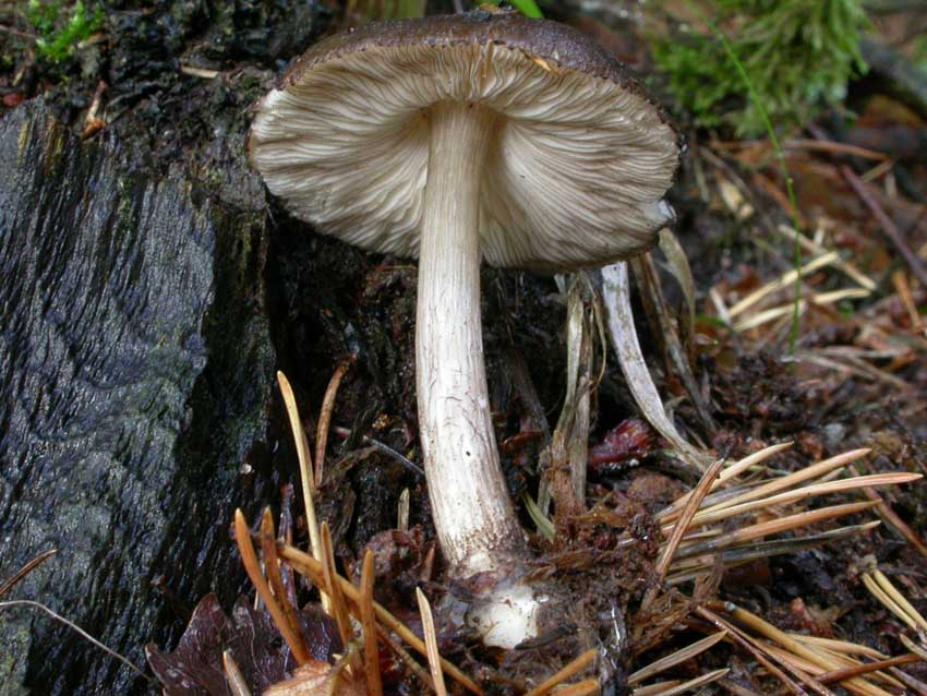 Pluteus atromarginatus (Konrad) Kühner  Scheda fotografica