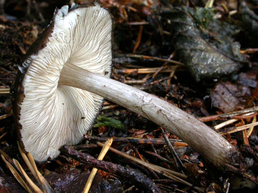 Pluteus atromarginatus (Konrad) Kühner  Scheda fotografica