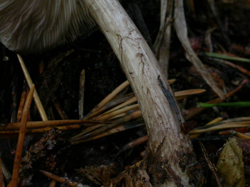 Pluteus atromarginatus (Konrad) Kühner  Scheda fotografica