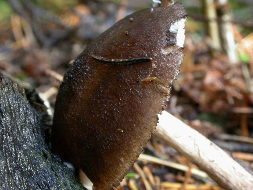 Pluteus atromarginatus (Konrad) Kühner  Scheda fotografica