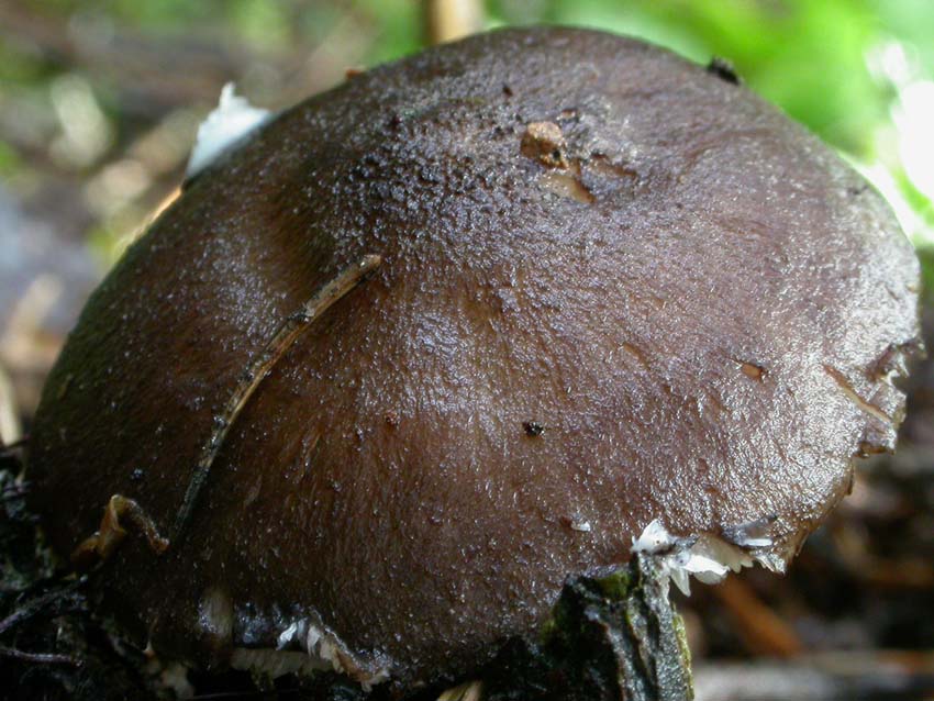 Pluteus atromarginatus (Konrad) Kühner  Scheda fotografica