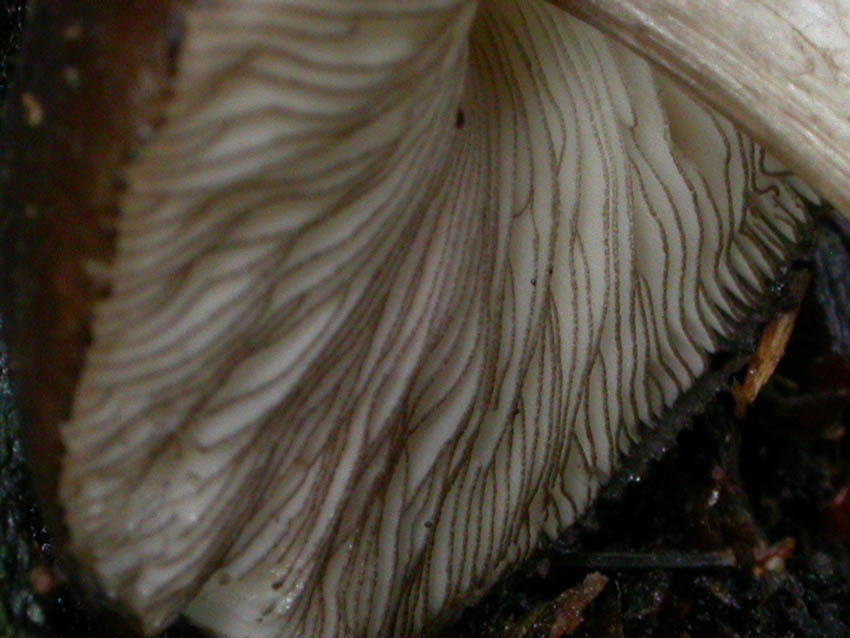 Pluteus atromarginatus (Konrad) Kühner  Scheda fotografica