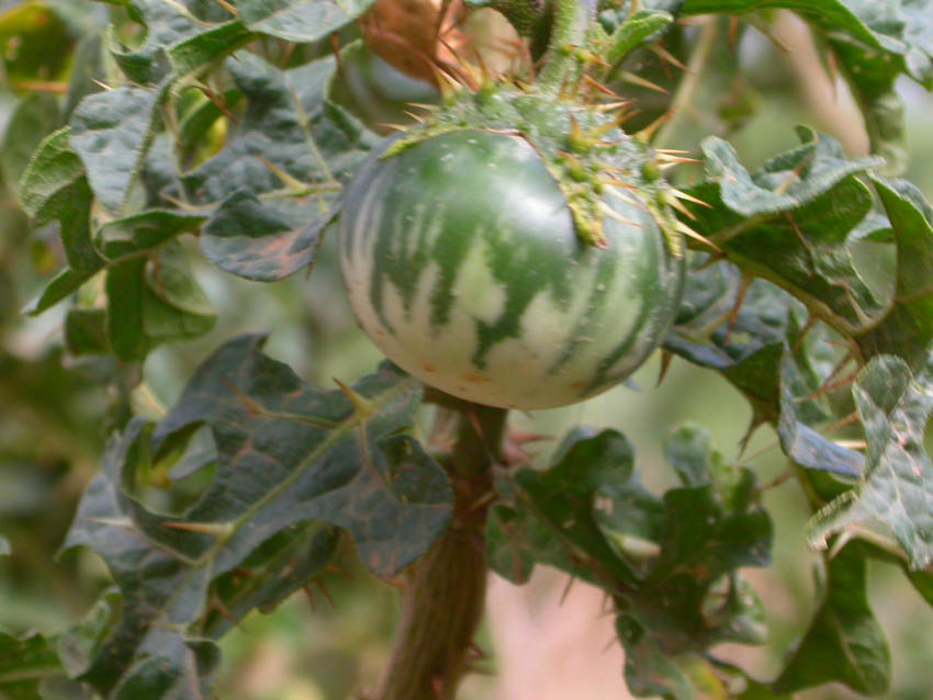 Solanum linnaeanum (=Solanum sodomaeum) / Pomo di Sodoma