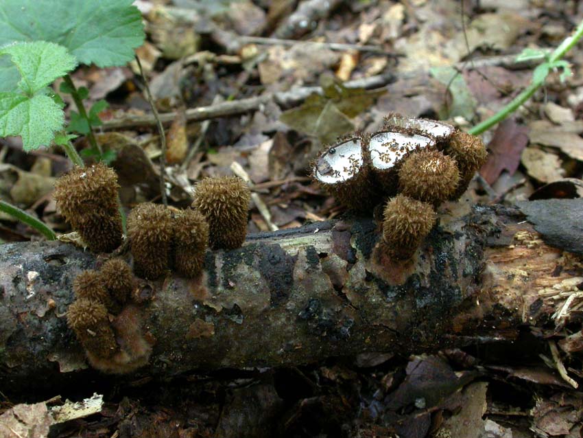 Cyathus striatus