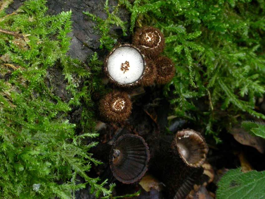 Cyathus striatus