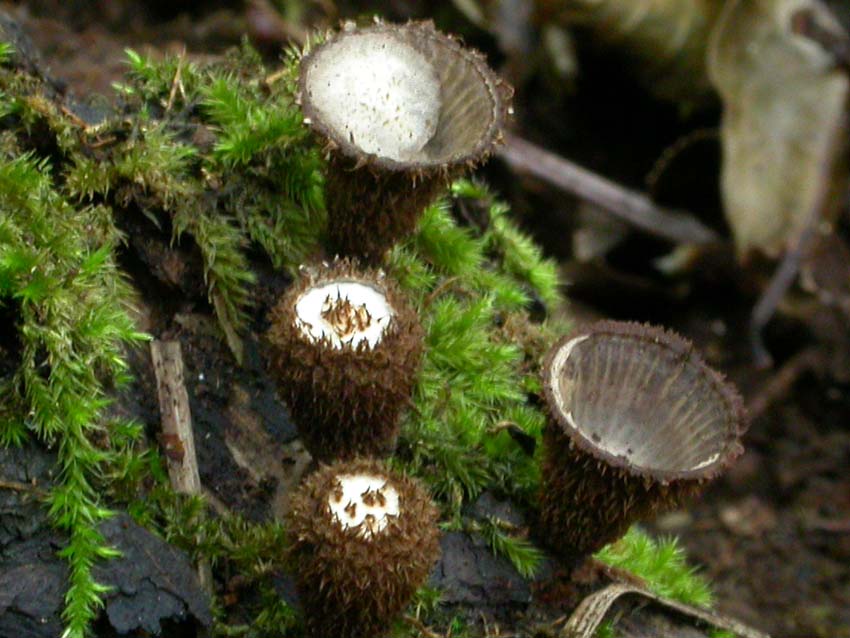 Cyathus striatus