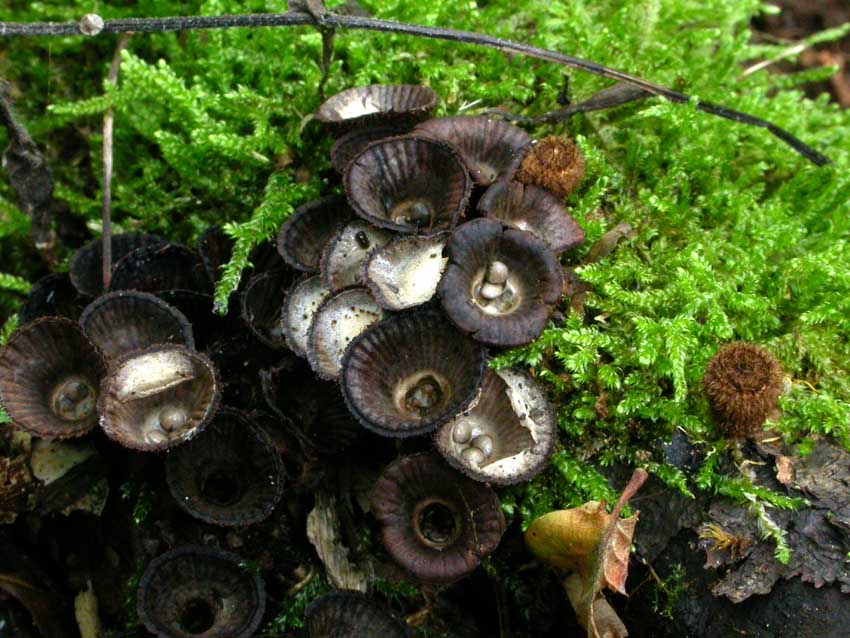 Cyathus striatus