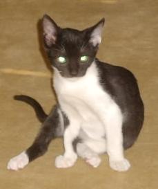 Gatti