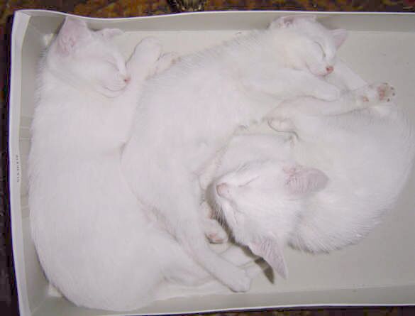 Gatti