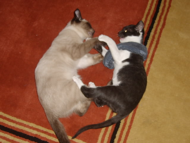 Gatti