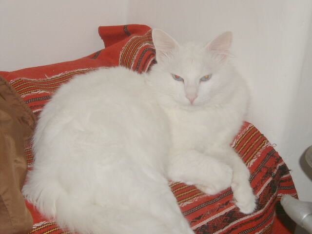Gatti
