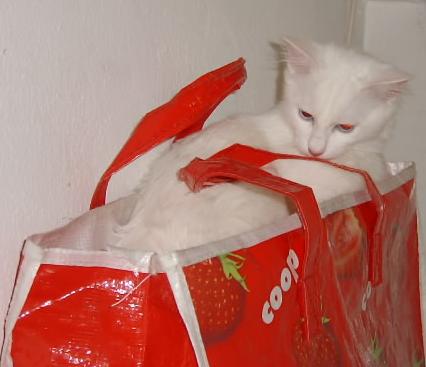 Gatti
